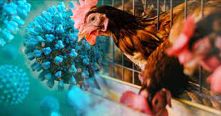 States report increase in deadly bird flu “Avian Influenza”