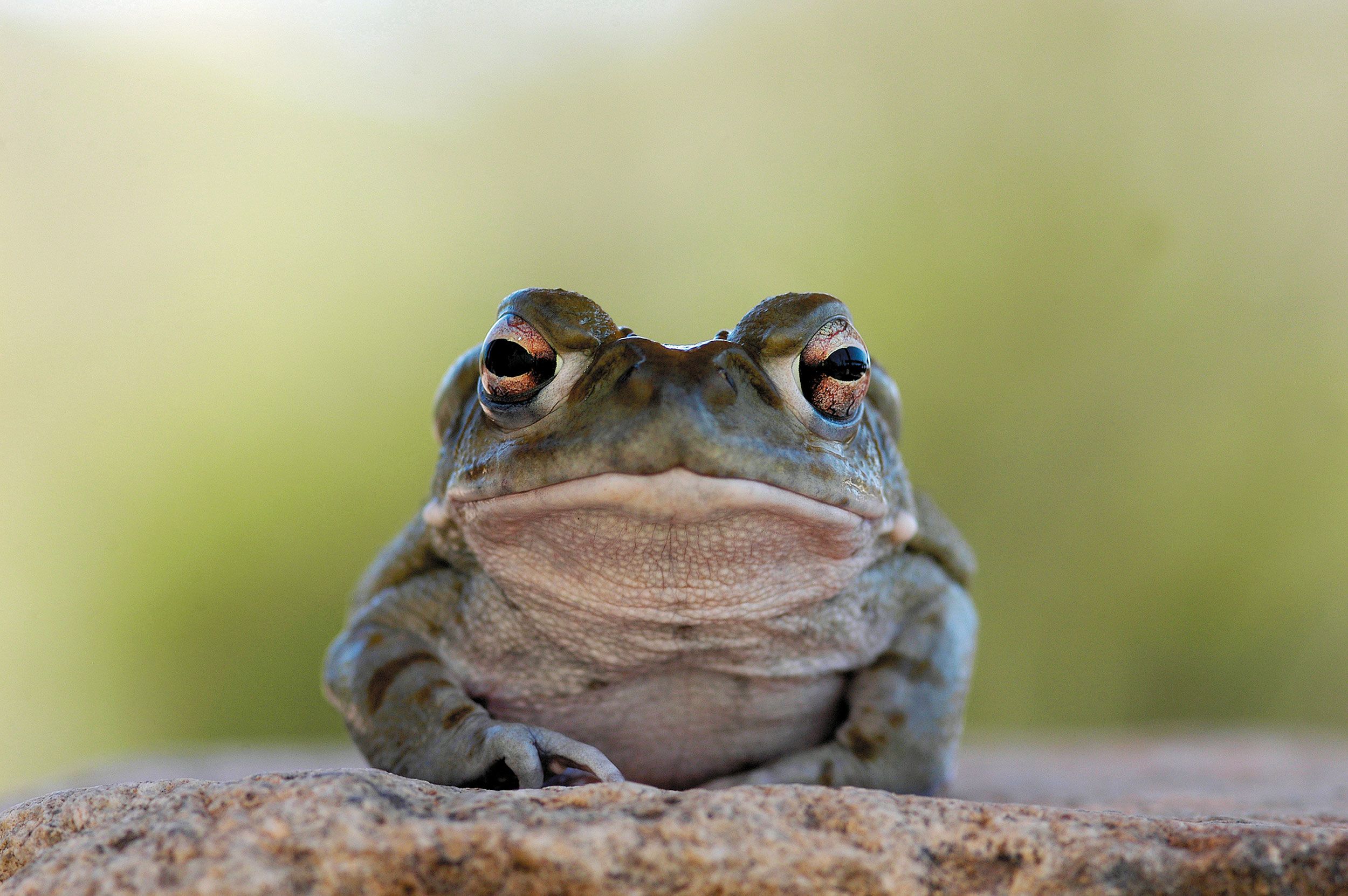 National Park Service calls on visitors to stop licking psychedelic toads