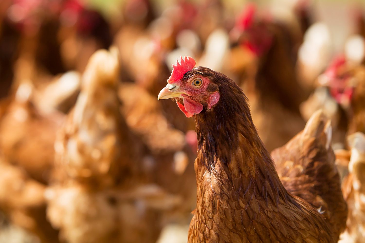 Nebraska orders the slaughter of 1.8 million chickens over concerns of potential bird flu contamination