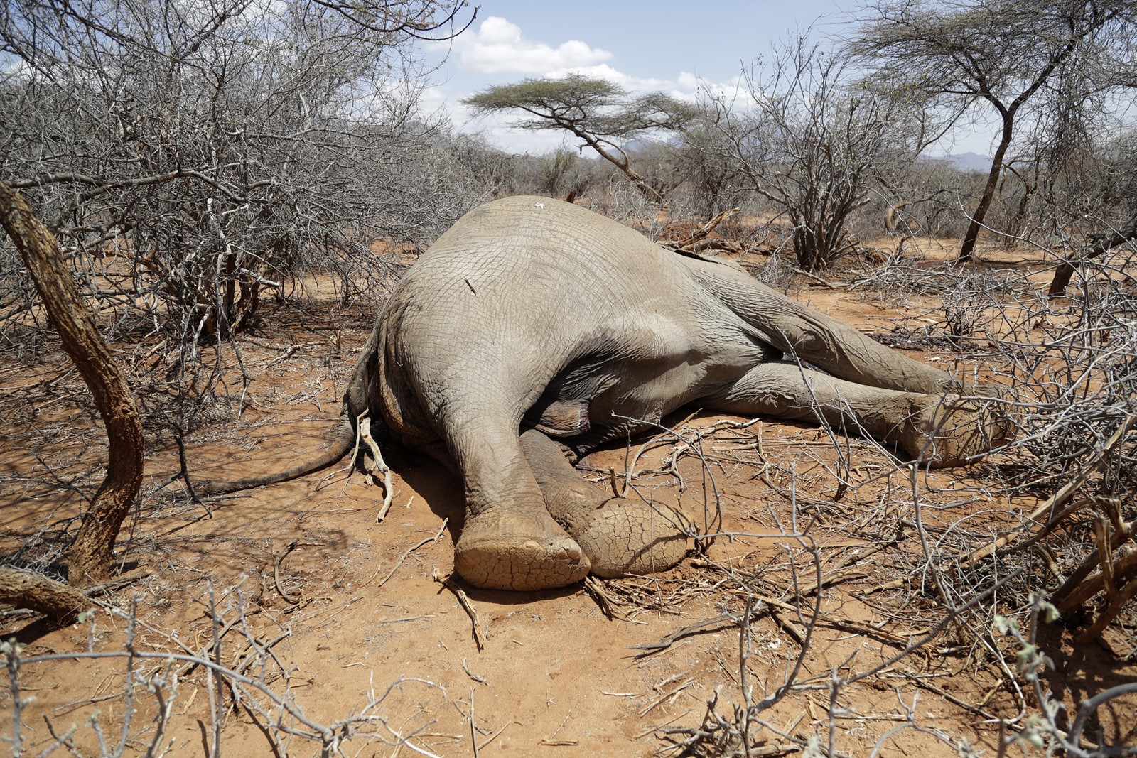 Wildlife officials sound the alarm in Eastern Africa after over 1,000 exotic animals die due to drought
