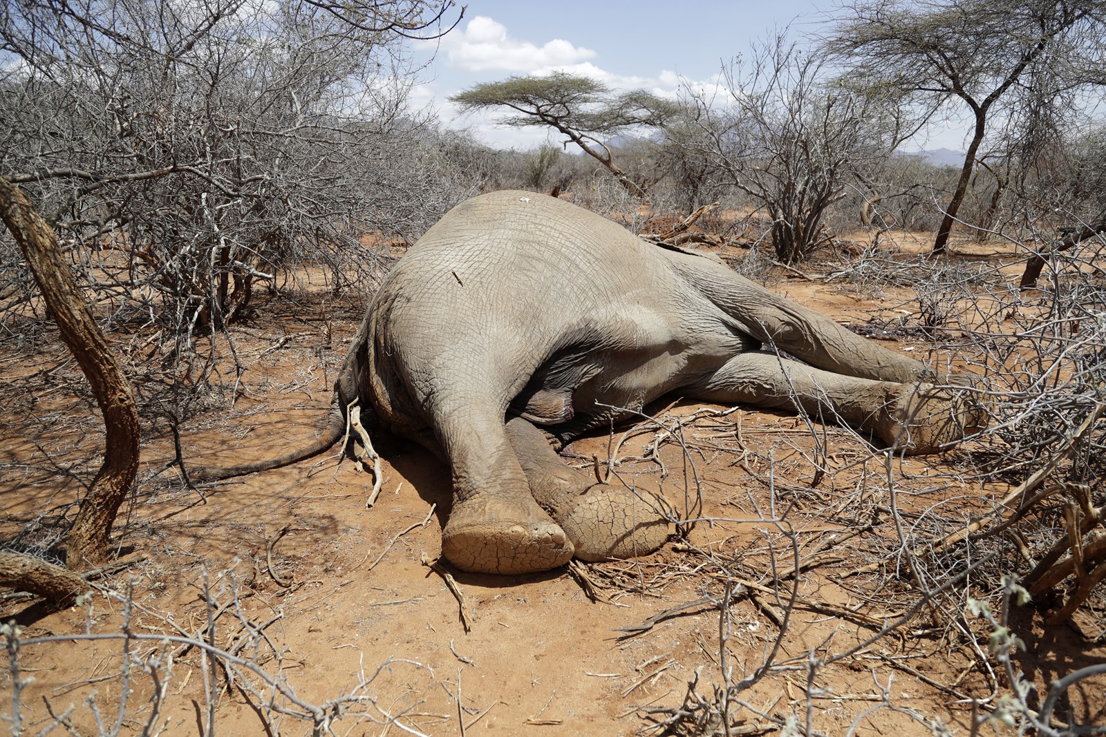 Wildlife officials sound the alarm in Eastern Africa after over 1,000 exotic animals die due to drought