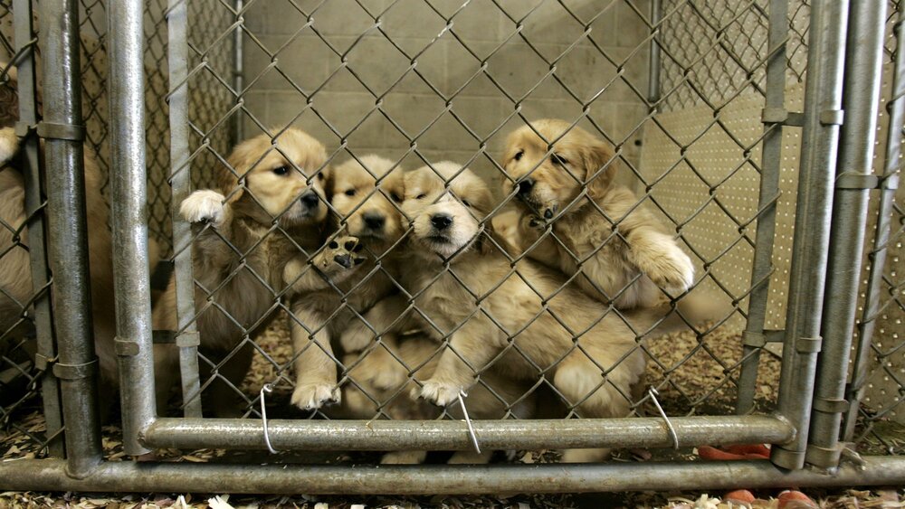New York bans sale of dogs, cats, and rabbits from pet stores