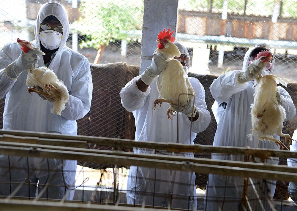 New Bird Flu Outbreaks Prompt Strengthened Measures in Southwest France