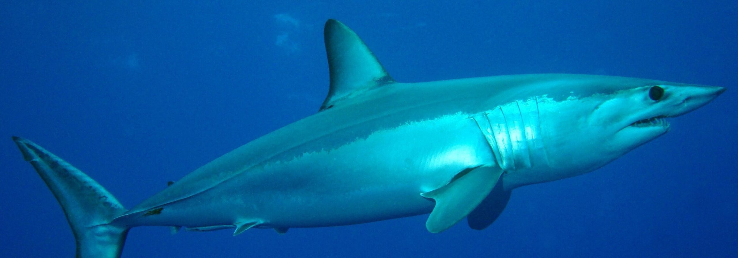 Brazil Cracks Down on Illegal Shark Fin Trade, Seizing 29 tons of Shark Fins