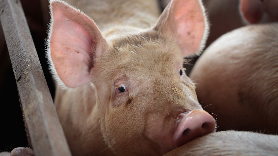 US Pork Industry Divided over Congressional Bill to Nullify California Animal Welfare Law