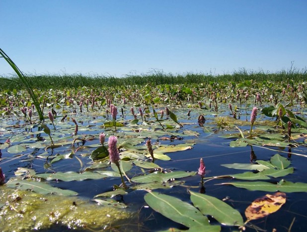 EPA Introduces Revised Wetlands Protection Rule in Wake of Supreme Court Ruling