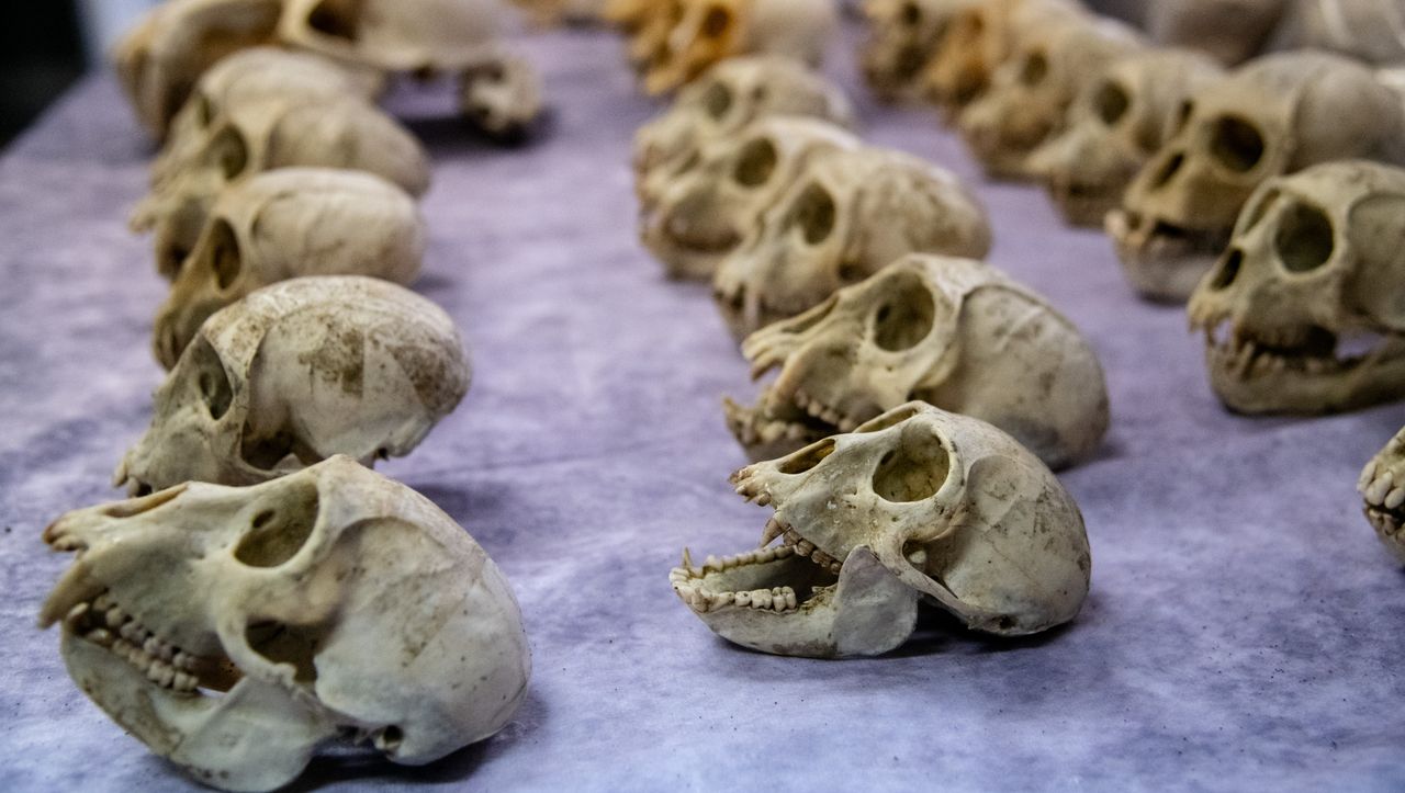Paris Airport Seizes Hundreds of Protected Monkey Skulls