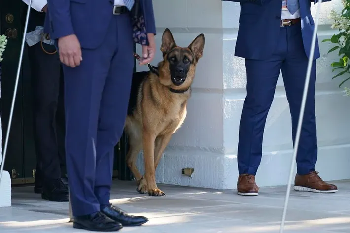 Biden’s Dog, Commander, Removed from White House after Biting Incidents