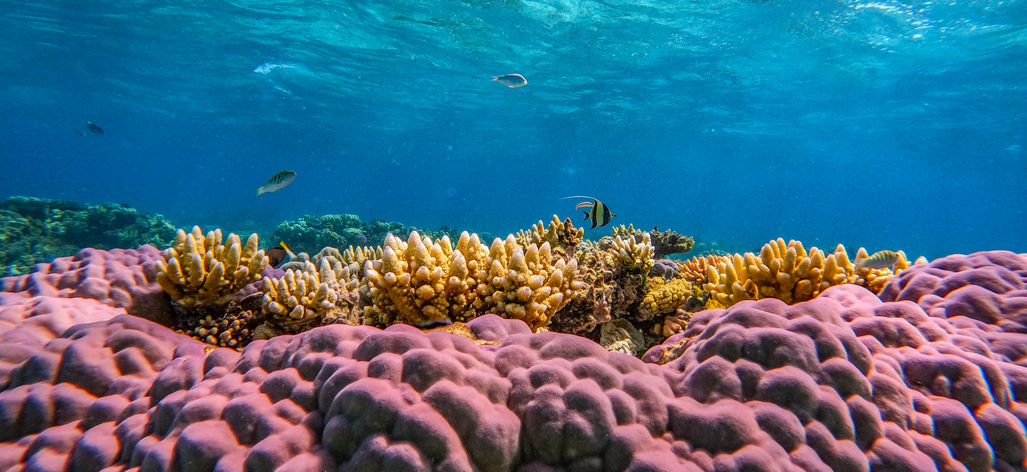 International Initiative Pledges $12 Billion to Save Coral Reefs