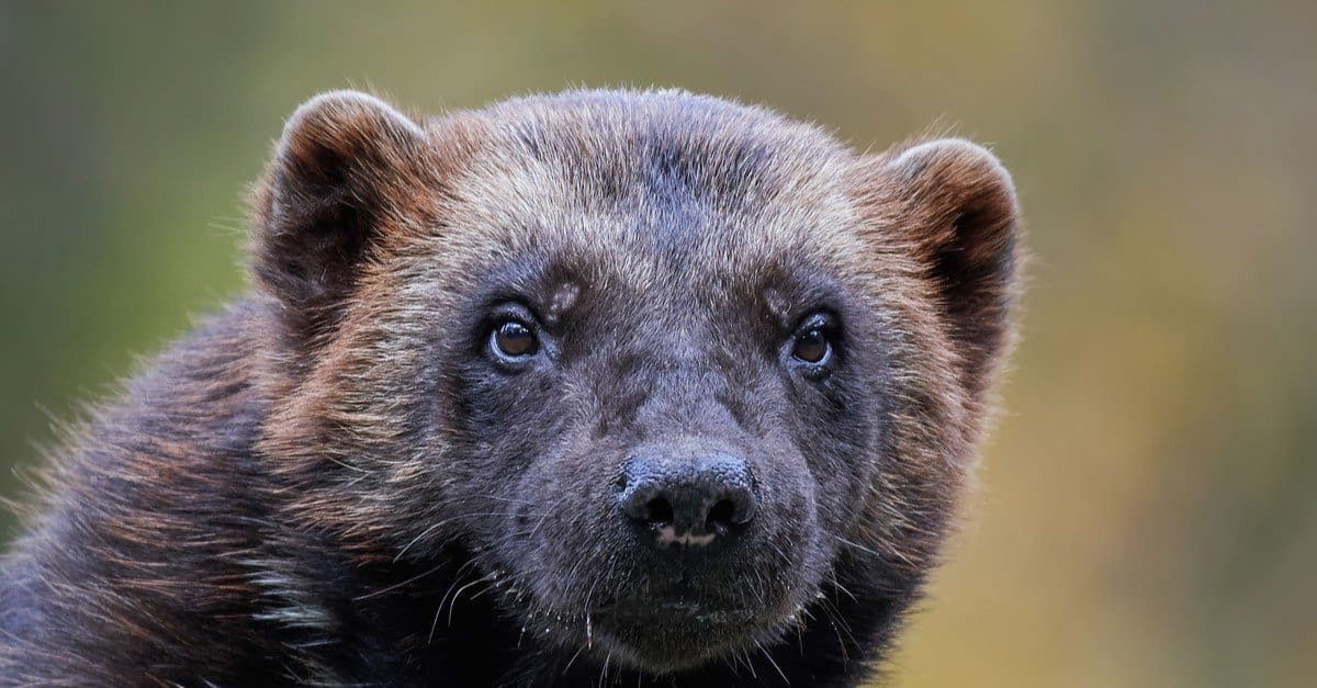 US Fish and Wildlife Service Protects North American Wolverines Under Endangered Species Act