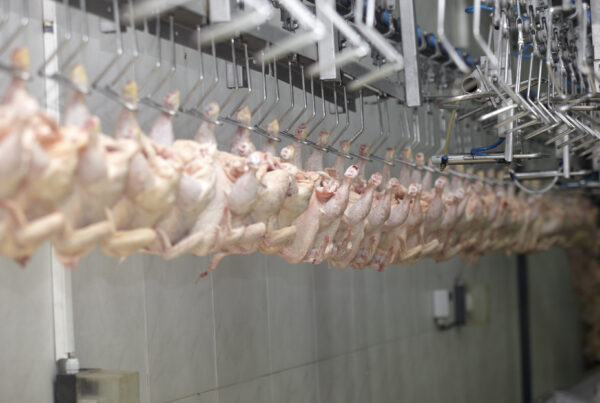 Poultry Processing Meat Food Industry