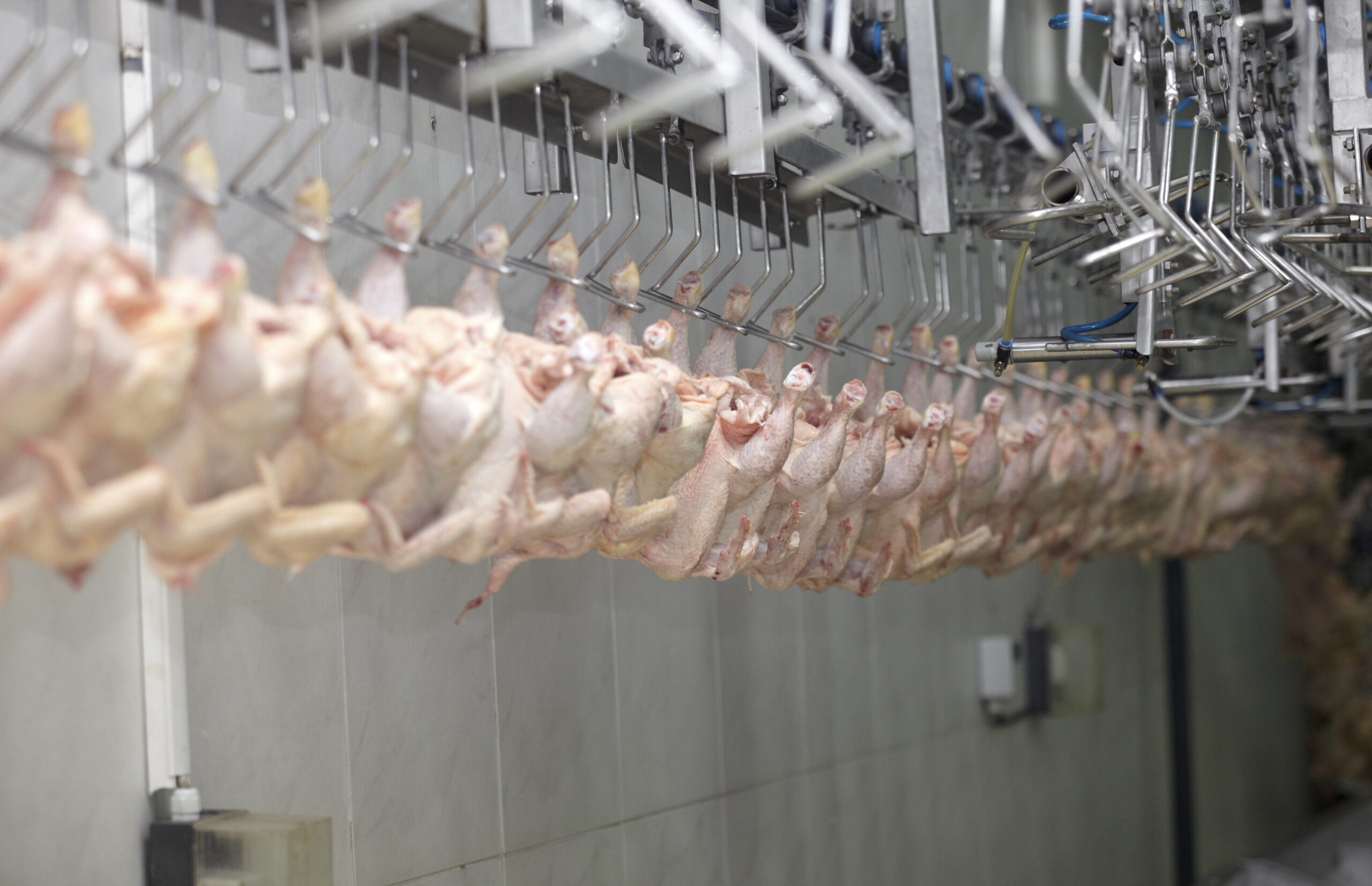 LA Poultry Processor Fined for Hiring Minors and Violating Labor Laws