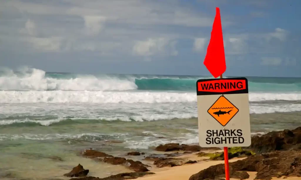 Surfer Killed in Hawaii Shark Attack