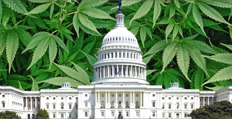 Democrats Call on DEA to Reschedule Marijuana From a Schedule I Drug