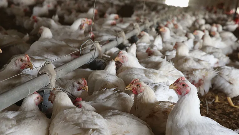 Texas Agriculture Commissioner Downplays Concerns as 4 Million Chickens Culled Due to Bird Flu Case