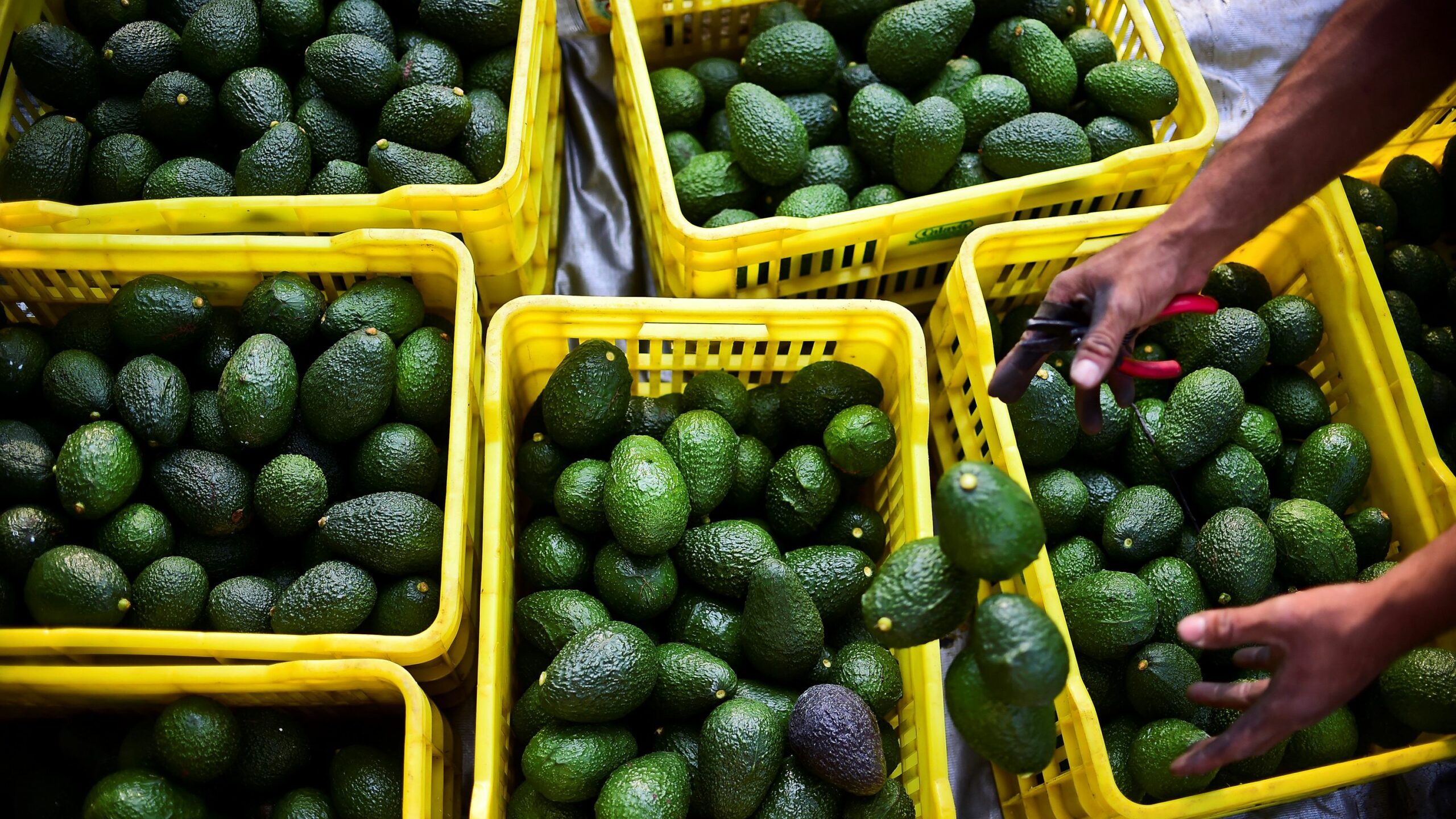 USDA Resumes Avocado and Mango Inspections in Michoacan