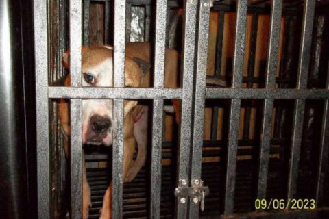 Ex-Pentagon Official Gets 18-Month Sentence for Dog Fighting & Animal Cruelty