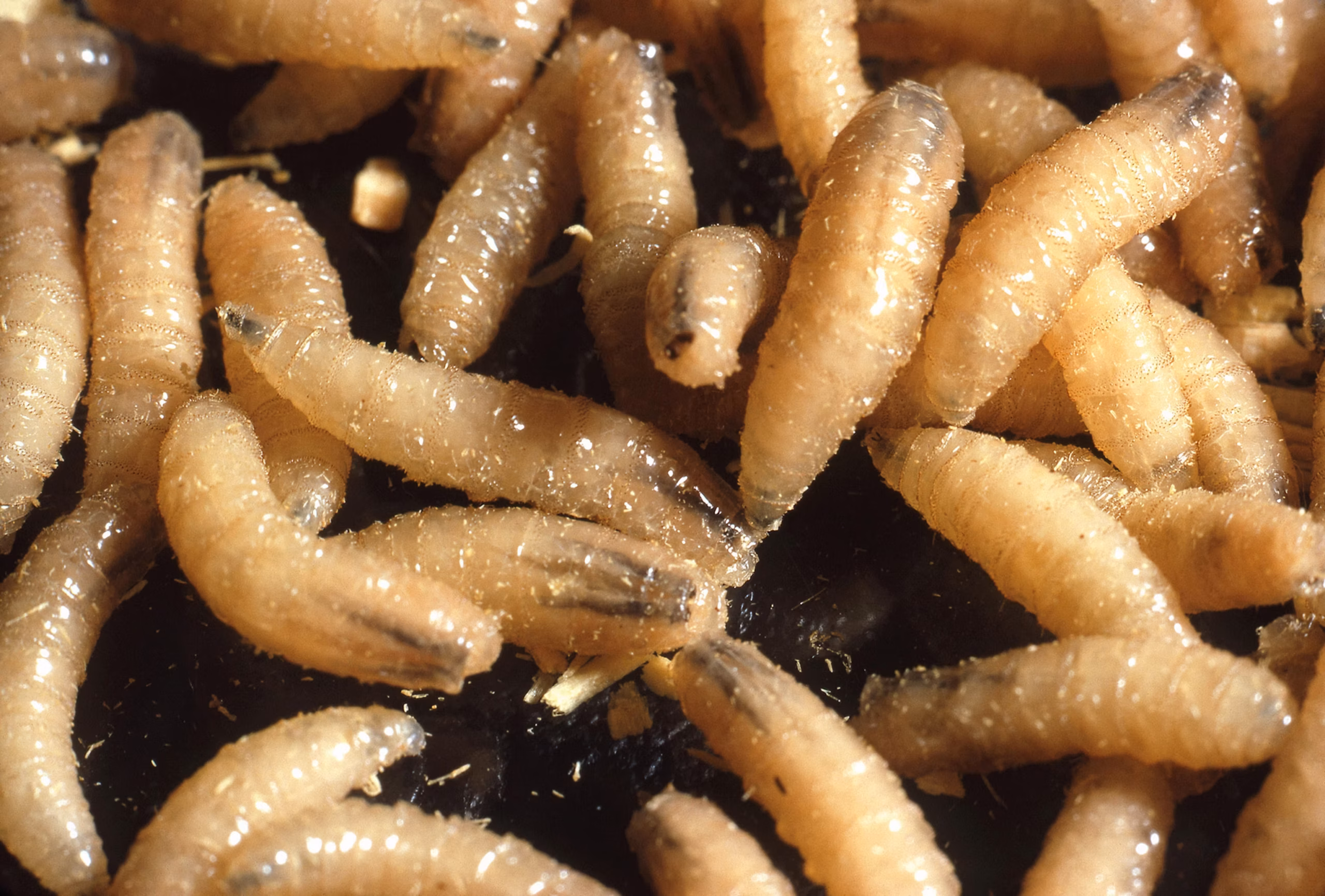 01 screwworms t80717