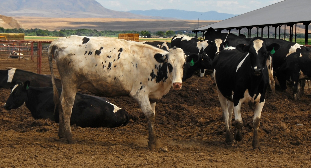 US Halts Livestock Imports From Mexico Over Flesh-Eating Parasite; Mexico Pissed