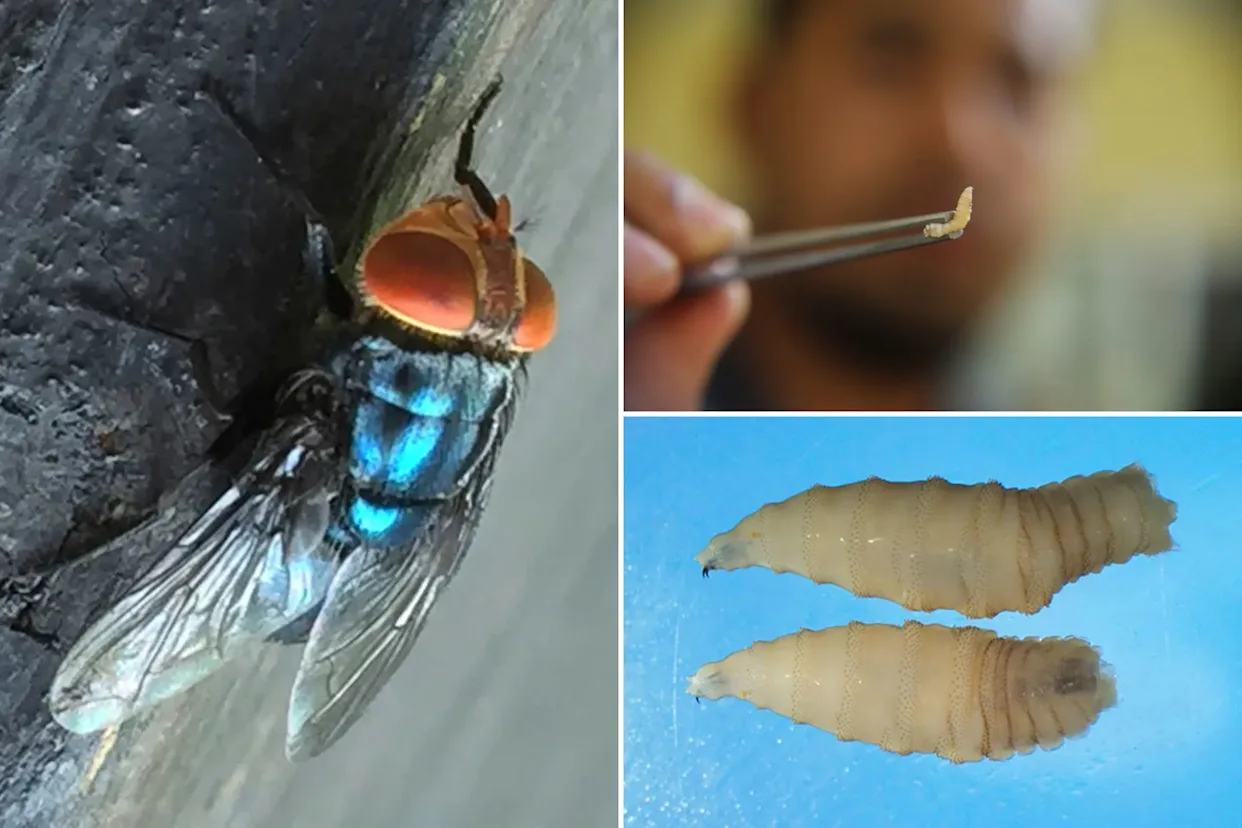 US Confirms First Human Case of New World Screwworm